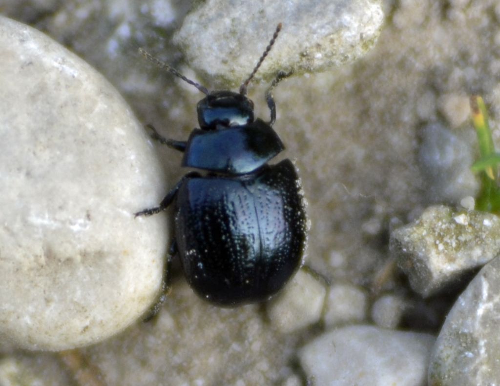 Chrysolina haemoptera, Chrysomelidae